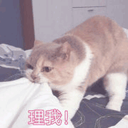 沙雕猫