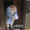 萌宠 汪星人 乡下人的目光 好奇 搞怪 呆萌