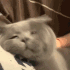 萌宠 猫咪 按摩 呆萌 可爱