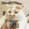 萌宠 猫星人 醒醒 摇一摇 搞怪 呆萌