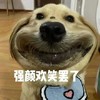 萌宠 狗 强颜欢笑罢了 大怨种 呆萌 可爱