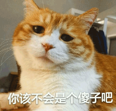 猫咪