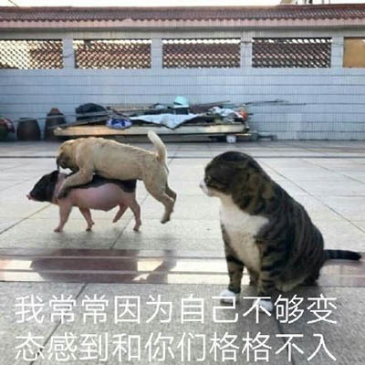 动物狗狗猪猫咪格格不入不够变gif动图