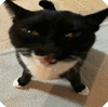 萌宠 猫咪 生气 呆萌 可爱