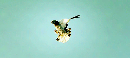 飞动的鸟动态图片图片