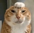 萌宠 猫咪 盯 呆萌 可爱