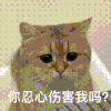 萌宠 猫咪 你忍心伤害我吗 呆萌 可爱