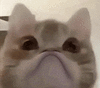 萌宠 猫咪 撅嘴 呆萌 可爱