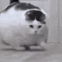 萌宠 猫咪 胖 呆萌 可爱