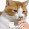 萌宠 猫咪 嗯 呆萌 可爱
