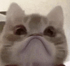 萌宠 猫咪 生气 呆萌 可爱