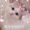 萌宠 猫星人 有没有想我鸭 好奇 呆萌 可爱