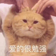 沙雕猫