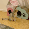 萌宠 猫咪 笑 呆萌 可爱
