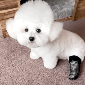 萌宠 狗狗 脚 呆萌 可爱