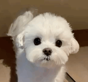 萌宠 狗狗 看着你 呆萌 可爱
