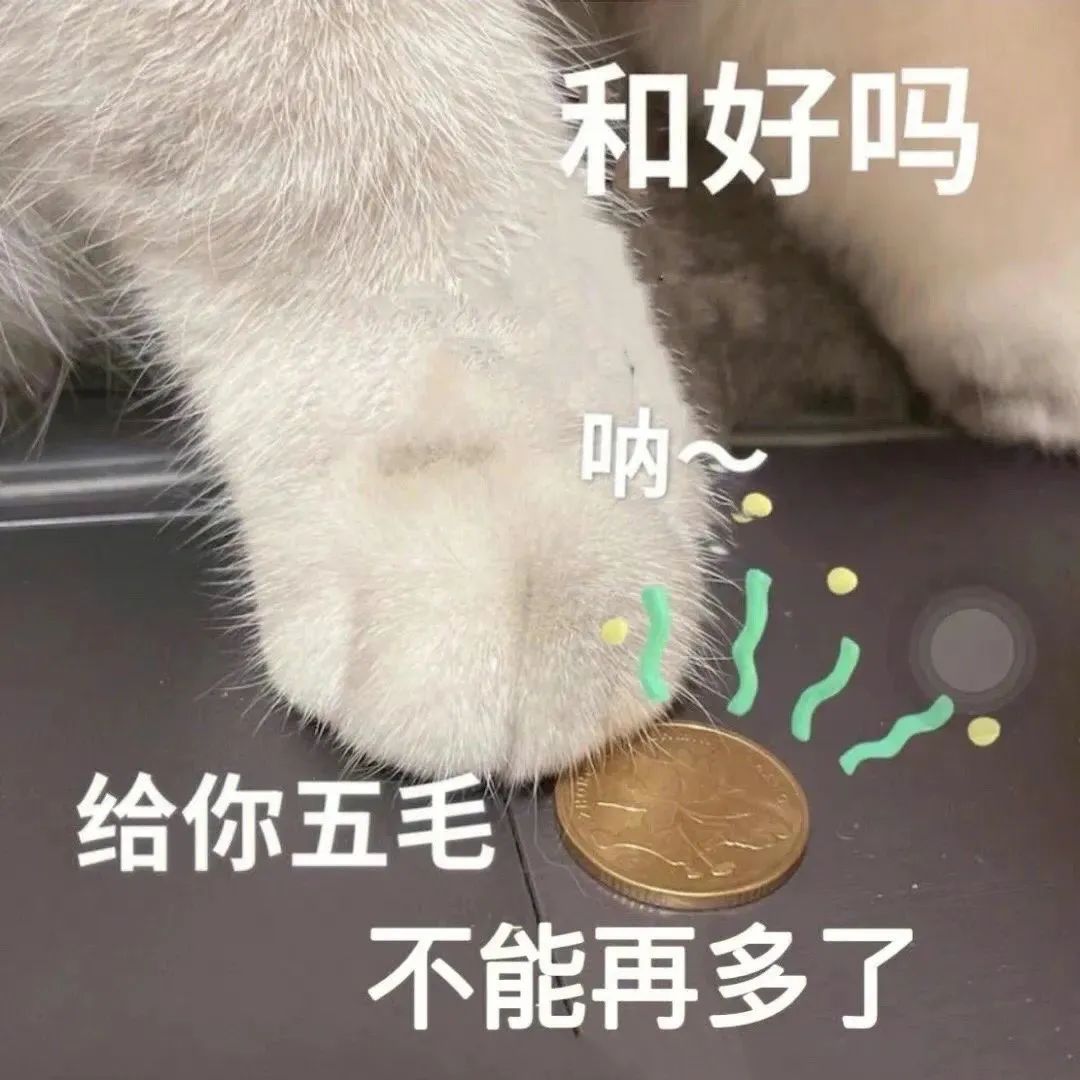 萌宠猫咪和好吗给你五毛不能再多了呆萌可爱gif动图