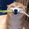 萌宠 狗狗 开心 呆萌 可爱