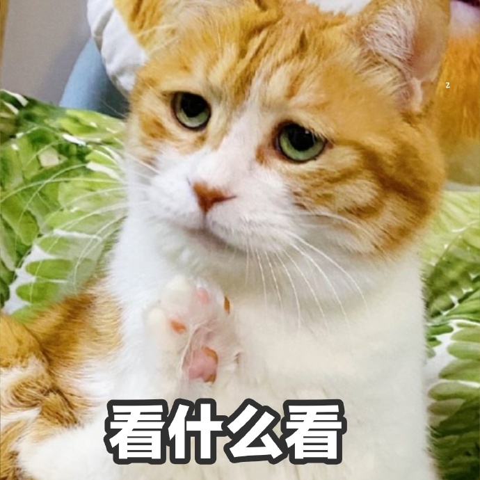 猫咪表情包嫌弃图片