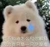 萌宠 狗狗 呆萌 可爱