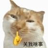 萌宠 猫咪 关我啥事 呆萌 可爱