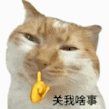 萌宠 猫咪 关我啥事 呆萌 可爱