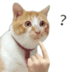 萌宠 猫咪 ？ 呆萌 可爱
