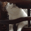 萌宠 猫咪 伸头 呆萌 可爱