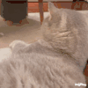 萌宠 猫 淦 呆萌 可爱