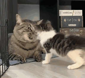 萌宠 猫咪 打你 呆萌 可爱