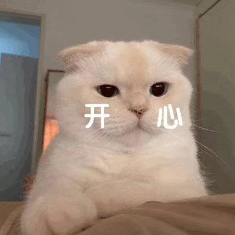 猫咪开心表情包搞笑图片