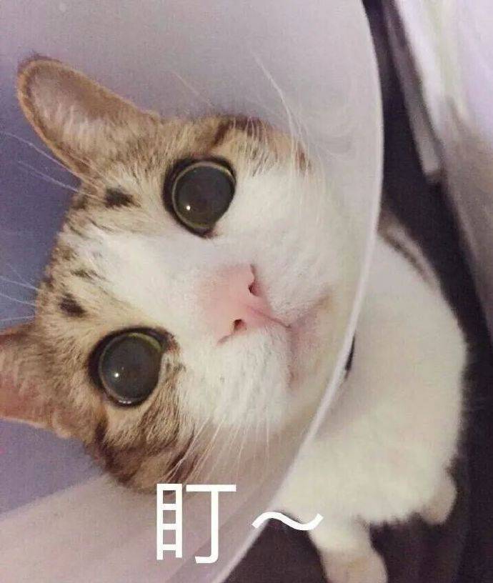 萌宠 猫星人 盯着 好奇 搞怪 逗