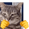 猫猫狗狗 打拳 魔性 沙雕 搞笑 逗