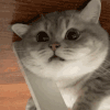 萌宠 猫咪 惊讶 呆萌 可爱