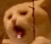萌宠 猫咪 呕 呆萌 可爱