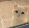 萌宠 猫咪 我不开心了 呆萌 可爱