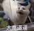 萌宠 猫咪 大声逼逼 呆萌 可爱