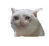 萌宠 猫咪 哭 呆萌 可爱