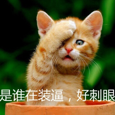 猫装逼刺眼蒙圈萌宠gif动图