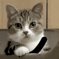 萌宠 猫 biu 呆萌 可爱