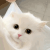 萌宠 猫咪 呆滞 呆萌 可爱