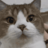萌宠 猫咪 好奇 呆萌 可爱