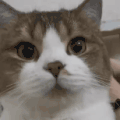 萌宠 猫咪 好奇 呆萌 可爱