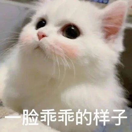 萌宠猫咪一脸乖乖的样子呆萌可爱gif动图