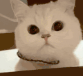 萌宠 猫咪 盯 呆萌 可爱