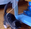萌宠 猫咪 打你 呆萌 可爱