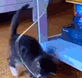 萌宠 猫咪 打你 呆萌 可爱