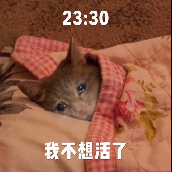 萌宠 猫星人 23:30 我不想活了 难受 呆萌 可爱