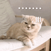 萌宠 猫咪 。。。 呆萌 可爱