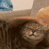 萌宠 猫咪 摸头 呆萌 可爱